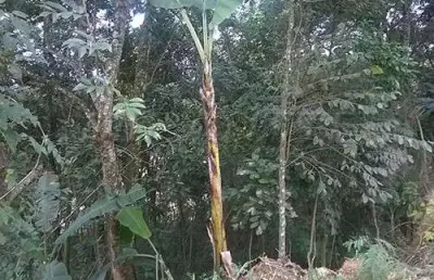 Terreno à venda na Rua 6, Serra da Cantareira, São Paulo