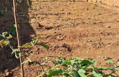 Terreno à venda na Rua Doutor Fernando Arens, Parque das Paineiras, Artur Nogueira