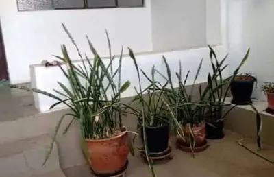 Imóvel disponível para venda jardim são francisco em salto/sp!