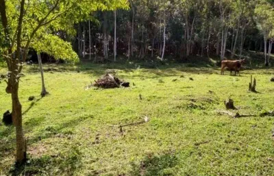 Terreno à venda, 43.356 m² - itoupava central - blumenau/sc