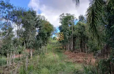 Chácara à venda, 7000 m² por r$ 105.000,00 - palmital - bocaiúva do sul/pr