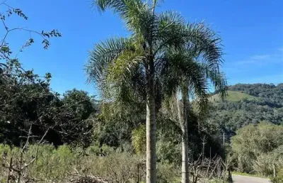 Chácara / sítio com 1 quarto à venda no Jansen, Farroupilha 