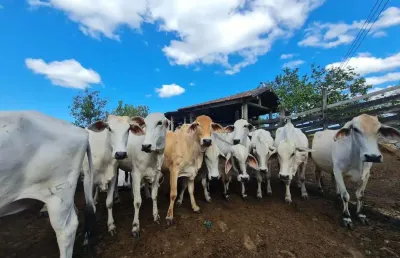 Fazenda à venda no Banqueiros, Araruama 