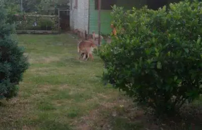 Vendo terreno na avenida florianópolis em canoas rs, tem casa de madeira