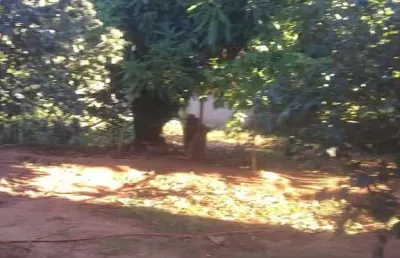 Chácara à venda, residencial recanto das palmeiras, artur nogueira, sp