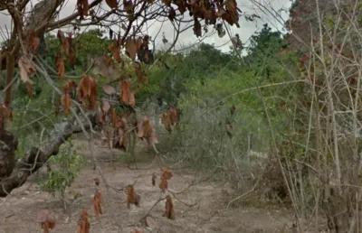 Área  para empreendimento no papagaio feira de santana