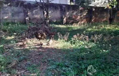 Vendo ótimo terreno na samuel martins, v. progresso em jundiaí - te 850 m², próximo à praça, com frente para a av. samuel martins