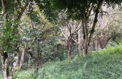 Áreas para compensação ambiental -  bacia do guarapiranga