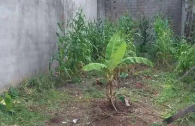 Terreno à venda, 125 m² por r$ 135.000,00 - lavras - guarulhos/sp