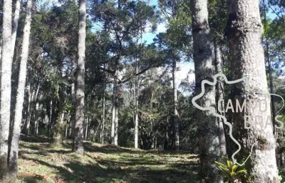 Linda área rural com centenas de araucárias, com platô para construir sua casa em meio a natureza!