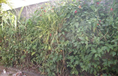 Terreno em condomínio fechado à venda na Rua Monte Alegre, Granja Viana, Cotia