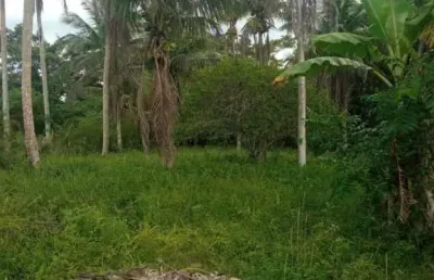 Oportunidade única! venda de 10 tarefas de terra localizada  em conceição da feira