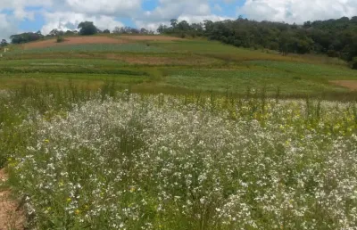 Chácara / sítio com 3 quartos à venda na Estrada Municipal da Cachoeira, 780, Cachoeira, Cotia