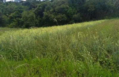 Chácara / sítio com 3 quartos à venda na Estrada Municipal da Cachoeira, 543, Cachoeira, Cotia