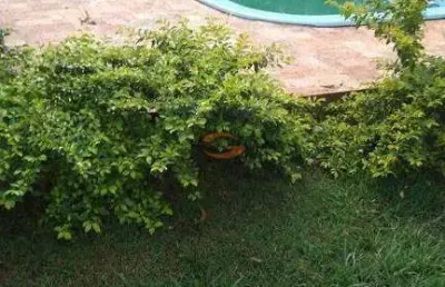 Linda chacara de 1000 metros com pes de frutas, piscina e casa confortavel