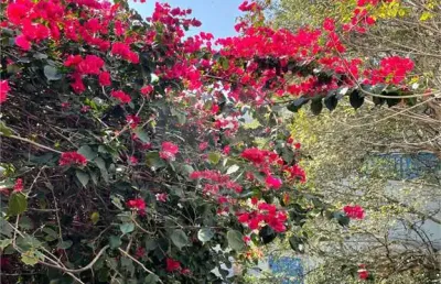 Casa de vila com 5 quartos à venda em jardim paulistano - sp