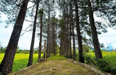 Chácara / sítio com 12 quartos à venda na Rod. Fernão Dias, Zona Rural, Vargem