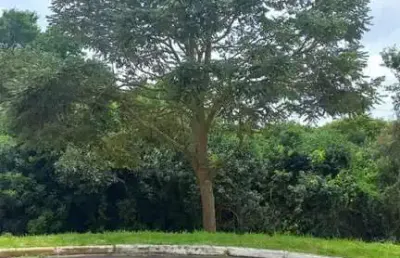 Terreno à venda na Avenida Hélio Borenstein, 1, Vila Oliveira, Mogi das Cruzes