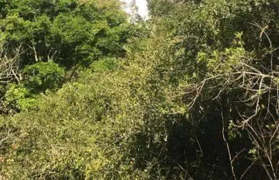 Sítio à venda de 14 alqueires por r$ 2.500.000- joanópolis sp