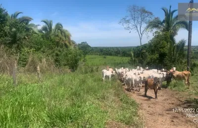 Fazenda com 2 salas à venda na Fazenda 359 Hectares - Com Ate 5 Anos Para Pagar, Zona Rural, Chapada dos Guimarães