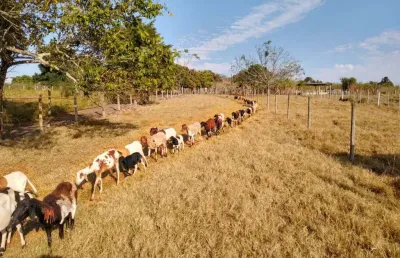 Chácara / sítio com 3 quartos à venda na Zona Rural, Alambari 