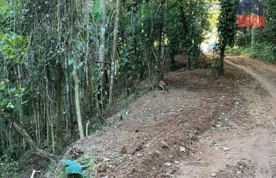 Terreno à venda, 518 m² por r$ 91.000,00 - samambaia - mairiporã/sp