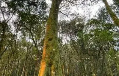Excelente lote de terras vila olinda em nova petropolis-rs