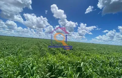 Fazenda dupla aptidão  com 4.560 formada em mambai - mg