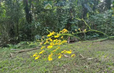 Chácara à venda no bairro vila das palmeiras - morretes/pr