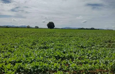 Oportunidade única: fazenda á venda de 1.577 hectares em barro alto-go