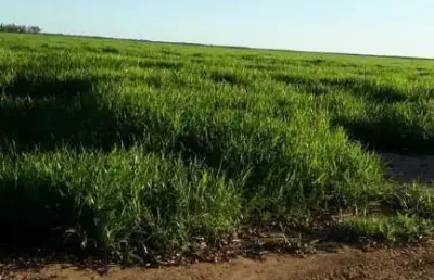 Chácara / sítio à venda na Área Rural, Área Rural de Barreiras, Barreiras