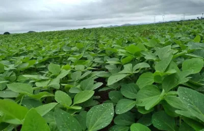 Fazenda com dupla aptidão no município de caiapônia - go
