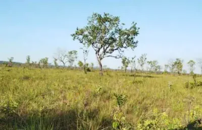 Fazenda à venda, area rura de palmas to - palmas/to