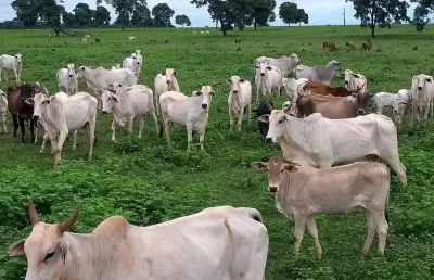 Fazenda à venda, área rural de quirinópolis - quirinopolis/go