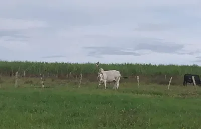 Fazenda à venda, área rural de mineiros - mineiros/go