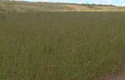 Fazenda à venda, área rural de niquelândia - niquelândia/go