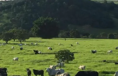 Fazenda à venda, área rural de brasilia - brasilia/df