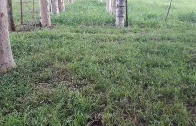 Chácara / sítio à venda na Area Rural De Miraporanga/mg, Miraporanga, Uberlândia