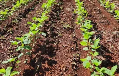 Fazenda à venda, área rural de quirinópolis - quirinopolis/go