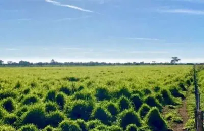 Fazenda à venda, area rural de paracatu - paracatu/mg