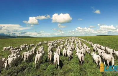 Fazenda à venda, area rural de flores de goias - go - flores de goiás/go