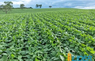Excelente fazenda dupla aptidão com 227,48 hectares à venda em tupaciguara - mg
