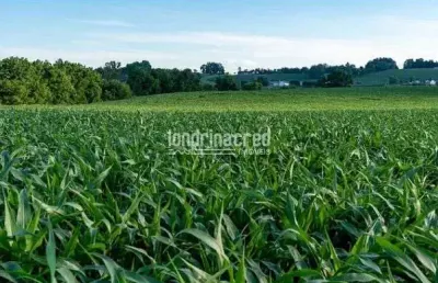 Chácara à venda 24200m², são martinho, rolândia - pr