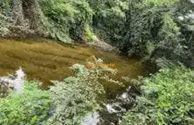 Bairro: nossa senhora da guia valor: r$ 200.000,00 codigo: 49315