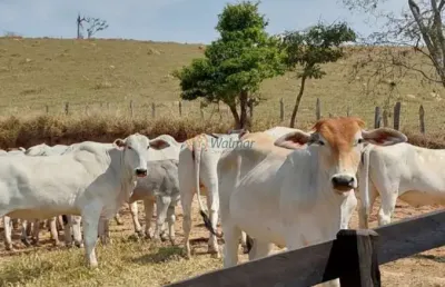 Imperdível sitio à venda no centro de monte sião-mg: 3 quartos, 3 salas, 2 banheiros, 10 vagas de garagem, 31,57 hectares.