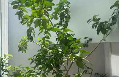 Casa com 2 quartos à venda no Altos do Paraíso, Botucatu 