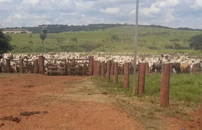 Fazenda dupla aptidão com 1.230 hectares em maracaju - ms