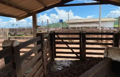 Fazenda com 380 alqueires dupla aptidão no município de são félix do xingu - pa