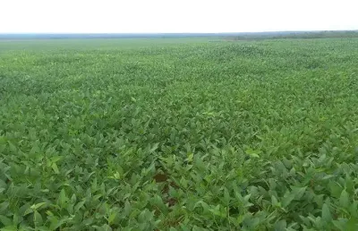 Fazenda para agricultura com 10.000 hectares em pedro afonso - to