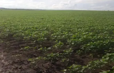 Fazenda com 220 alqueires dupla aptidão em palestina - go